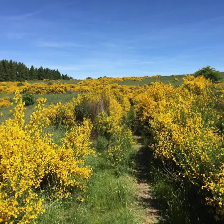 Im Bongert - Tor Zum Nationalpark Eifel 펜션 헬렌탈