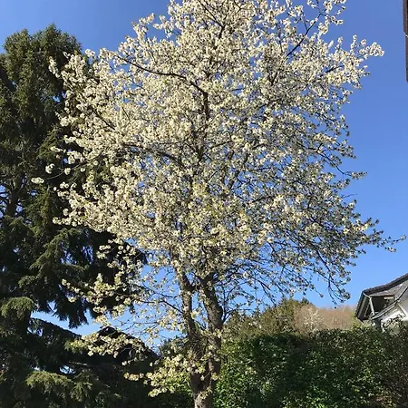 Im Bongert - Tor Zum Nationalpark Eifel * 헬렌탈