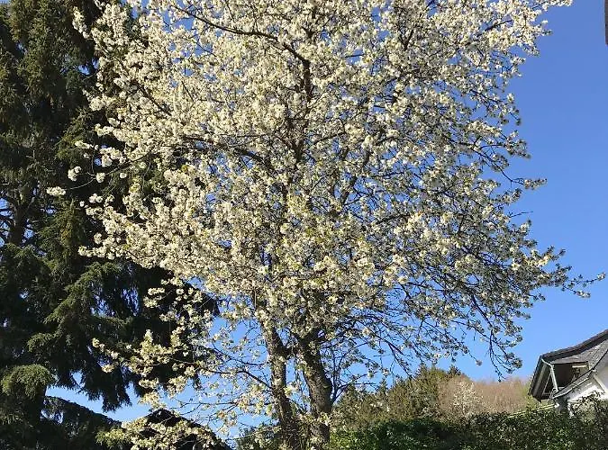 Im Bongert - Tor Zum Nationalpark Eifel * Hellenthal