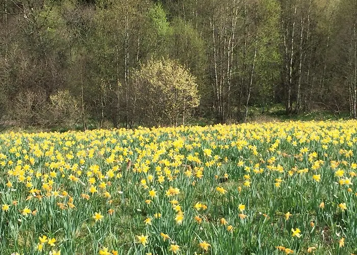 Im Bongert - Tor Zum Nationalpark Eifel *
